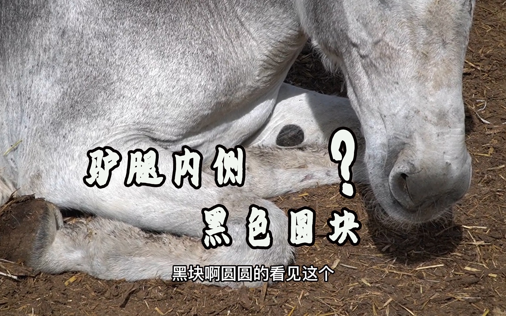 毛驴腿上长得黑色斑块,据说是"夜眼"您听说过吗?真的假的?