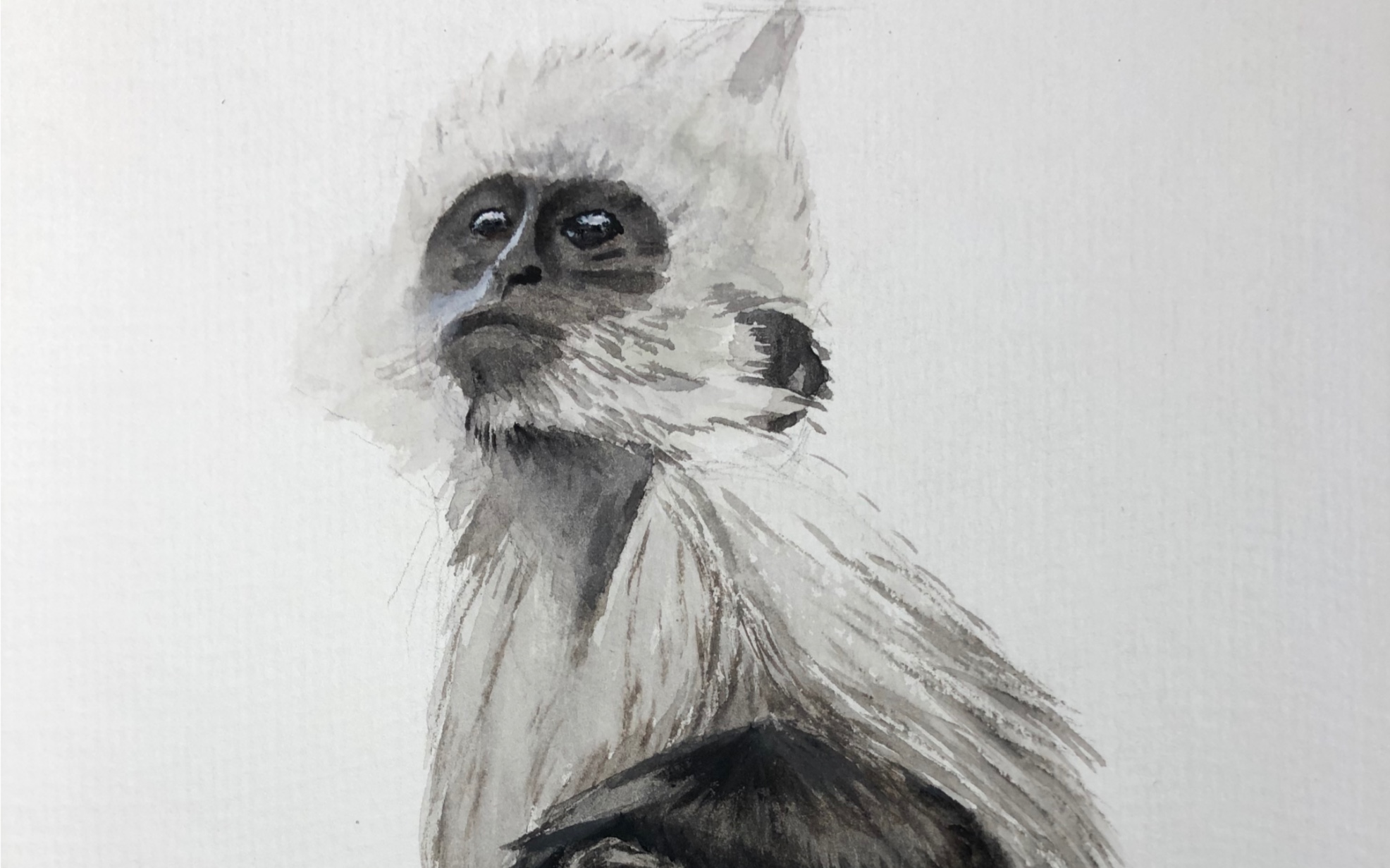 【画画】生活在广西崇左的白头叶猴