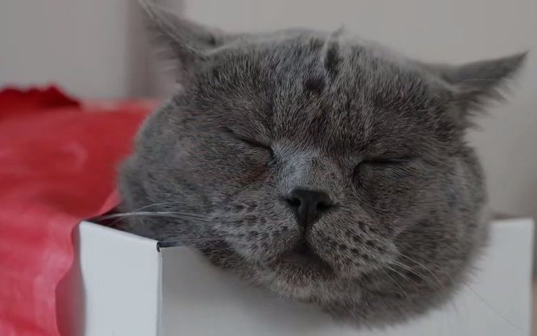 网红迈克猫:一起来带娃鸭!【aaronsanimals】