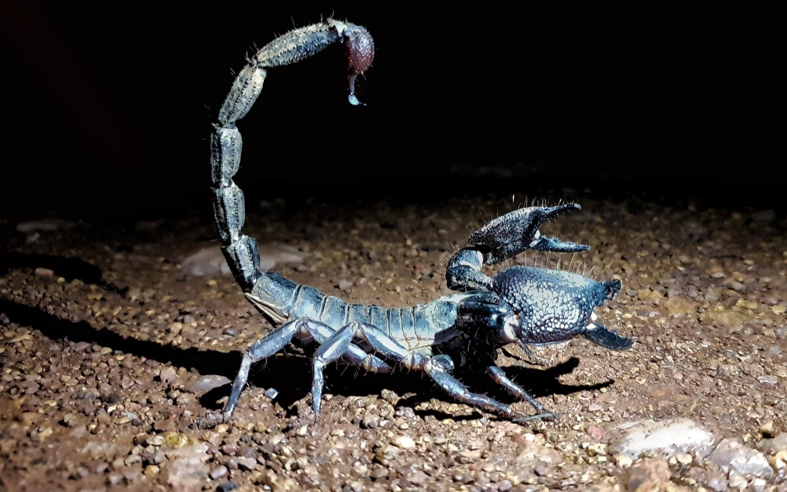 【转载】又一只野生的斯氏巨异距蝎(gigantometrus