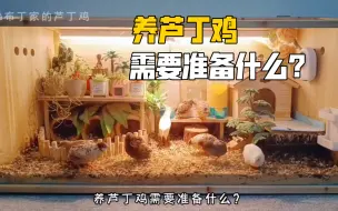 Download Video: 【芦丁鸡】“养芦丁鸡需要准备什么，新手指南！”