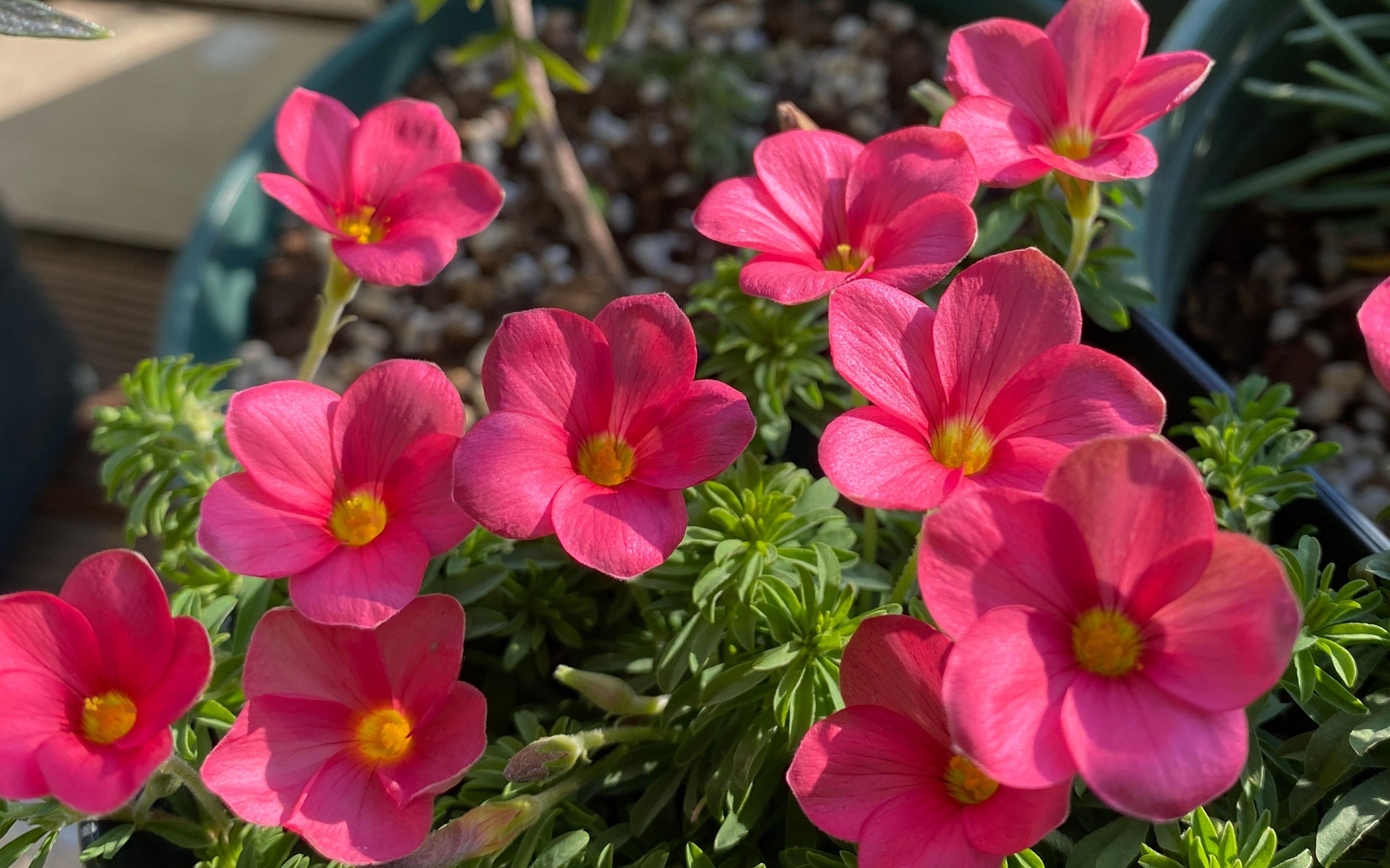 酢浆草开花过程全记录  小彩蛋【酢浆草--樱桃长发】
