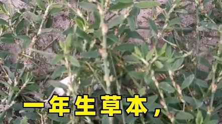 扁蓄,又名猪牙菜哔哩哔哩bilibili