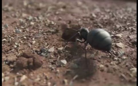 [图]The Ants: Underground Kingdom新手尝鲜