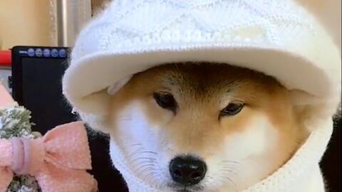 超萌柴犬 主人给狗狗戴上各种头饰 太可爱了 哔哩哔哩 Bilibili