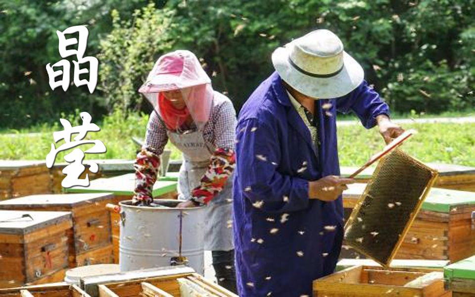 中国原产递 味黑龙江 66 补血润肺蜜种极品椴树蜜 晶莹哔哩哔哩bilibili