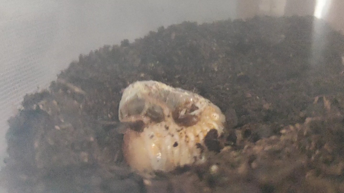 独角仙幼虫的转龄