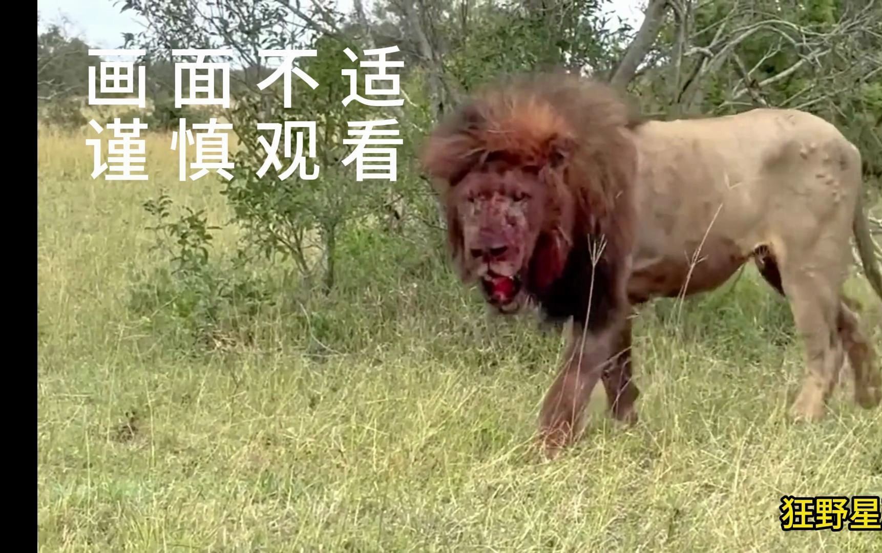 悲催的狮王 被啃食