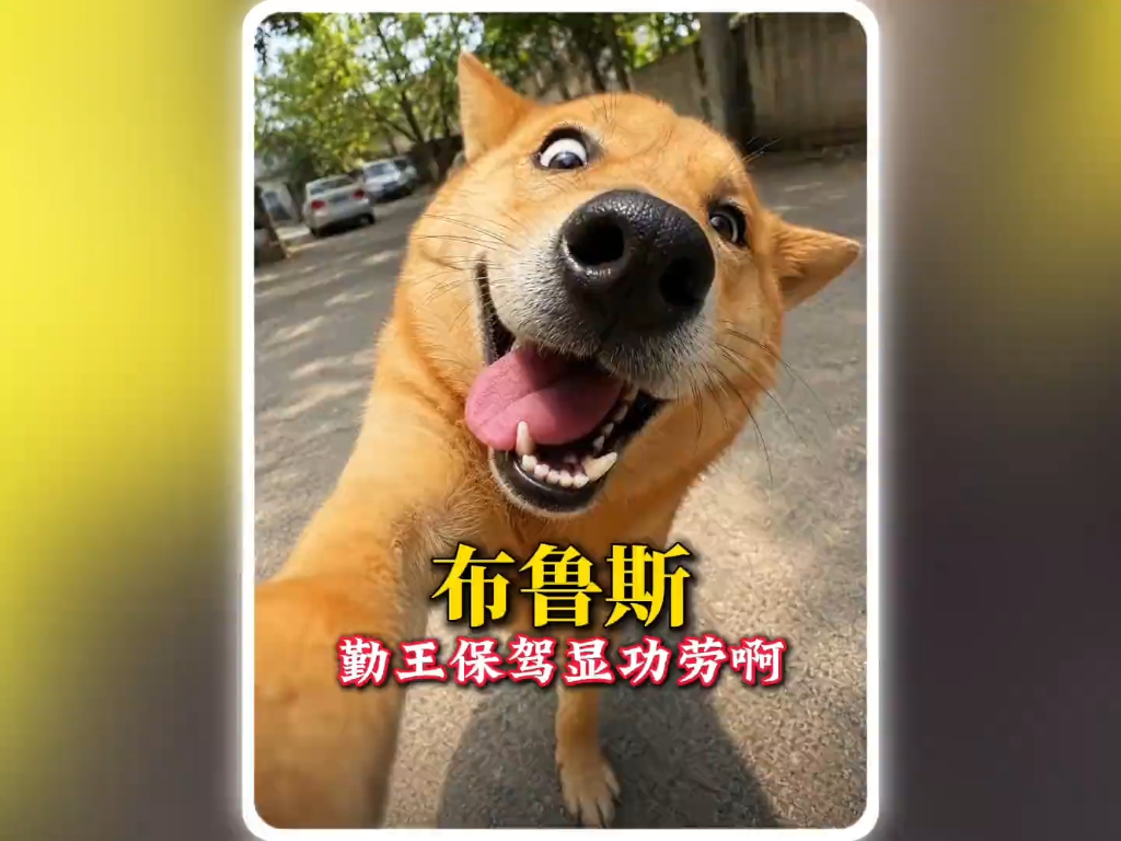 勤王保驾显功劳，好样的布鲁斯