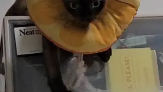 孩子十个月已经步入老年期