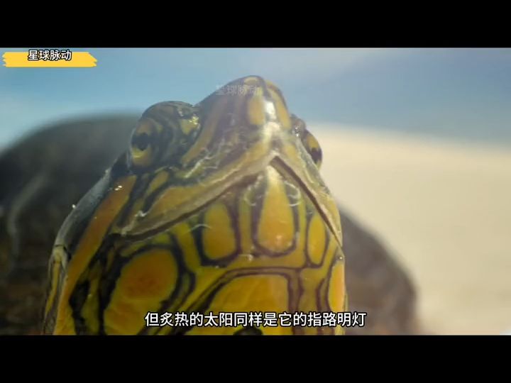 《龟息大法》#动物世界哔哩哔哩bilibili