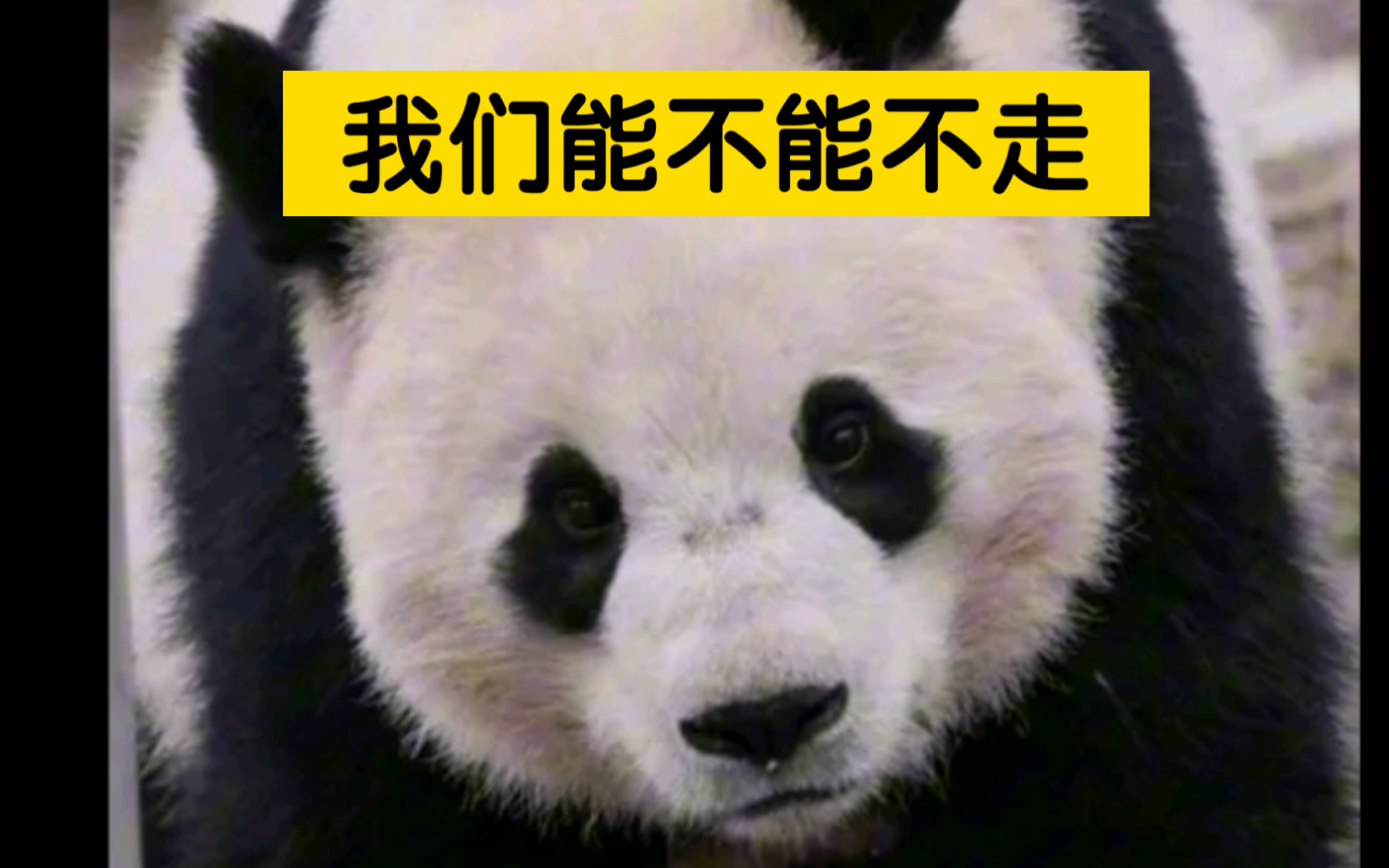 宝力和青宝:我们能不能不走