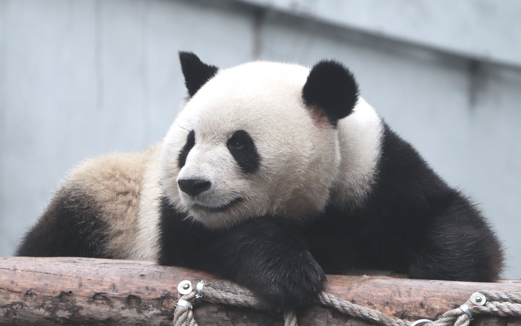大熊猫萌兰 么么儿的日常9-么:"雨中的诗情画意要好好欣赏!