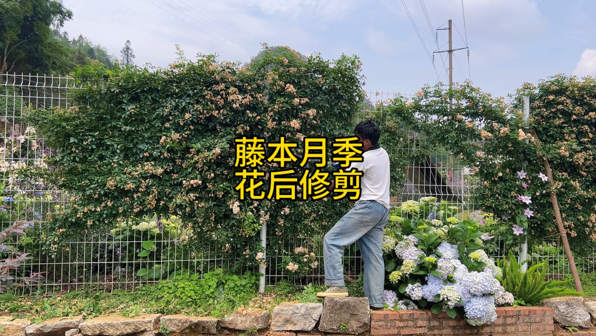 藤本月季如何花后修剪?