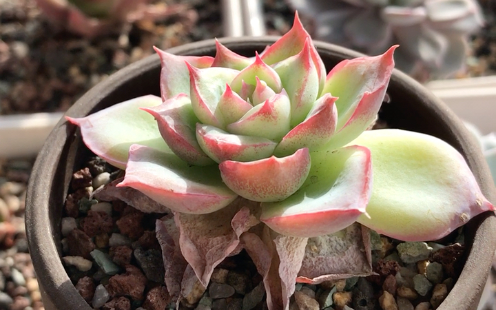 多肉植物 粉色水晶 echeveria pink crystal 叶缘叶背红晕明显 月影系