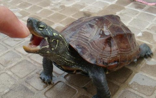 中华草龟三只紫檀草龟居然20元血赚