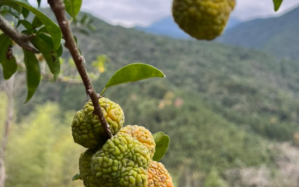 大小阳亿肝转安梅几捆根可以喝好了