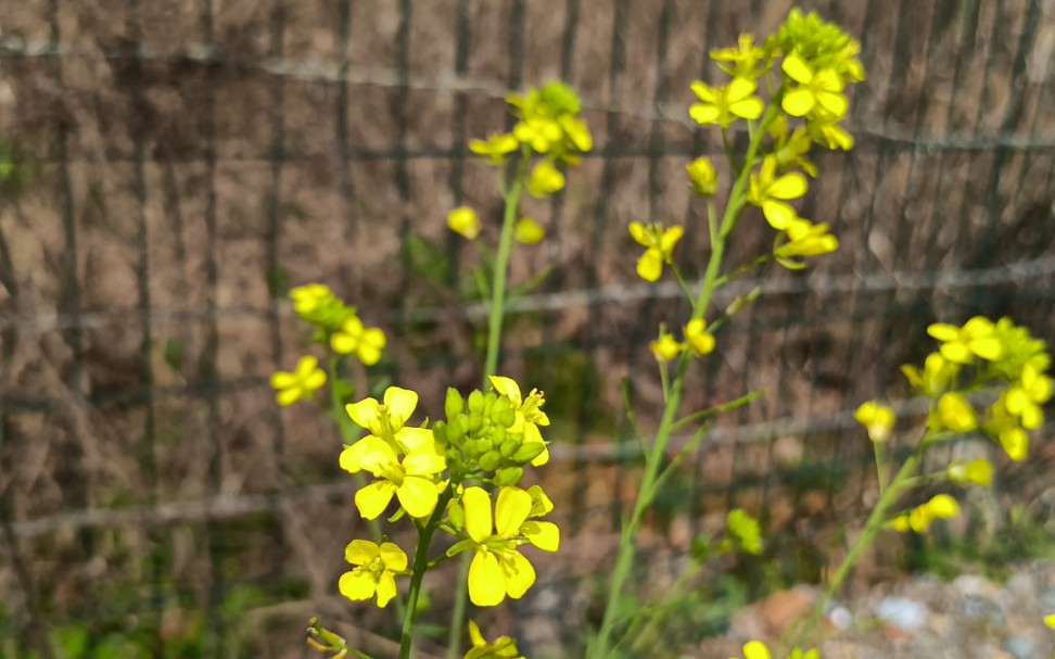 [图]春天里的油菜花