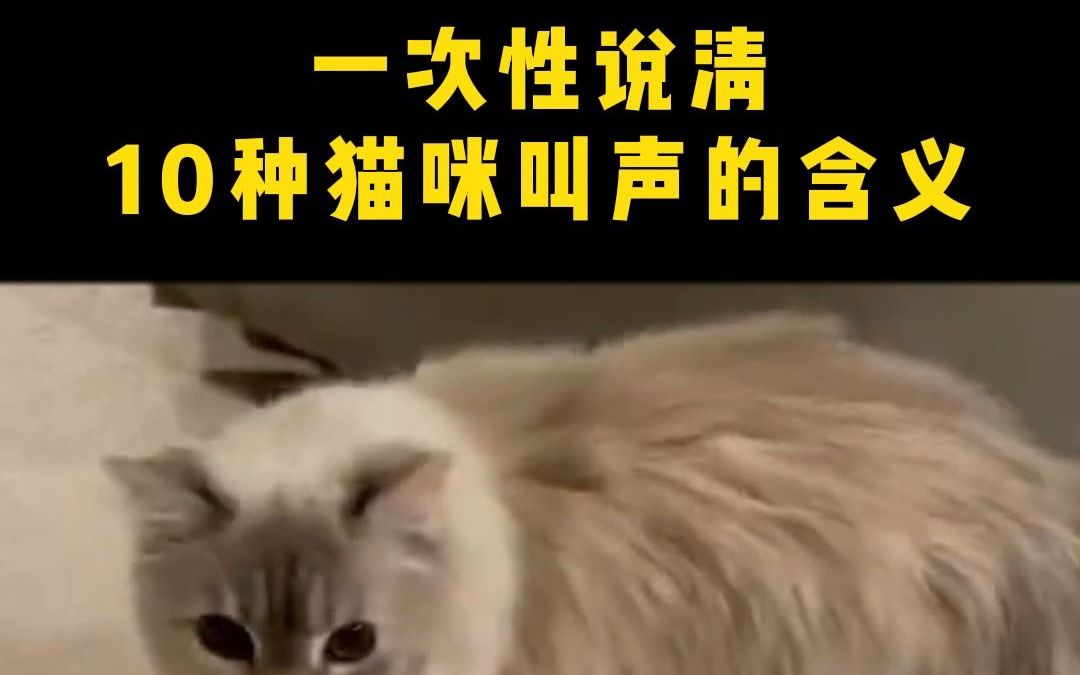 [图]一次性说清10种猫咪叫声的含义，让你秒懂小猫咪到底想说什么