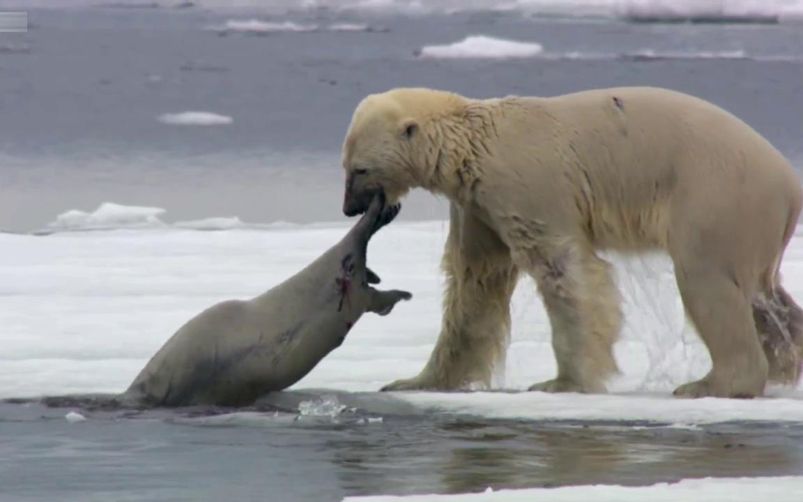 饿成排骨的北极熊终于捉到一只晒太阳的肥海豹,美美吃一顿b