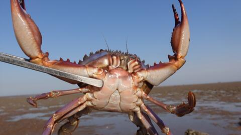 举起大钳子也阻挡不了阳仔收螃蟹的脚步,看到蟹窝挨个收简直爽爆!