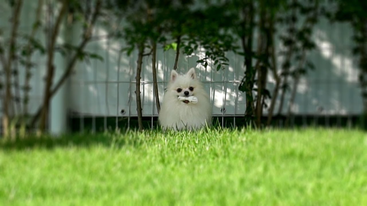 [图]【TWICE】The Greedy Pomeranian Hides her Bone ???? Healing Dog 视频