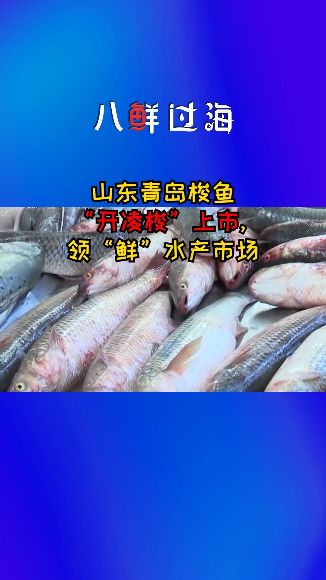 山东青岛梭鱼“开凌梭”上市,领“鲜”节后水产市场哔哩哔哩bilibili