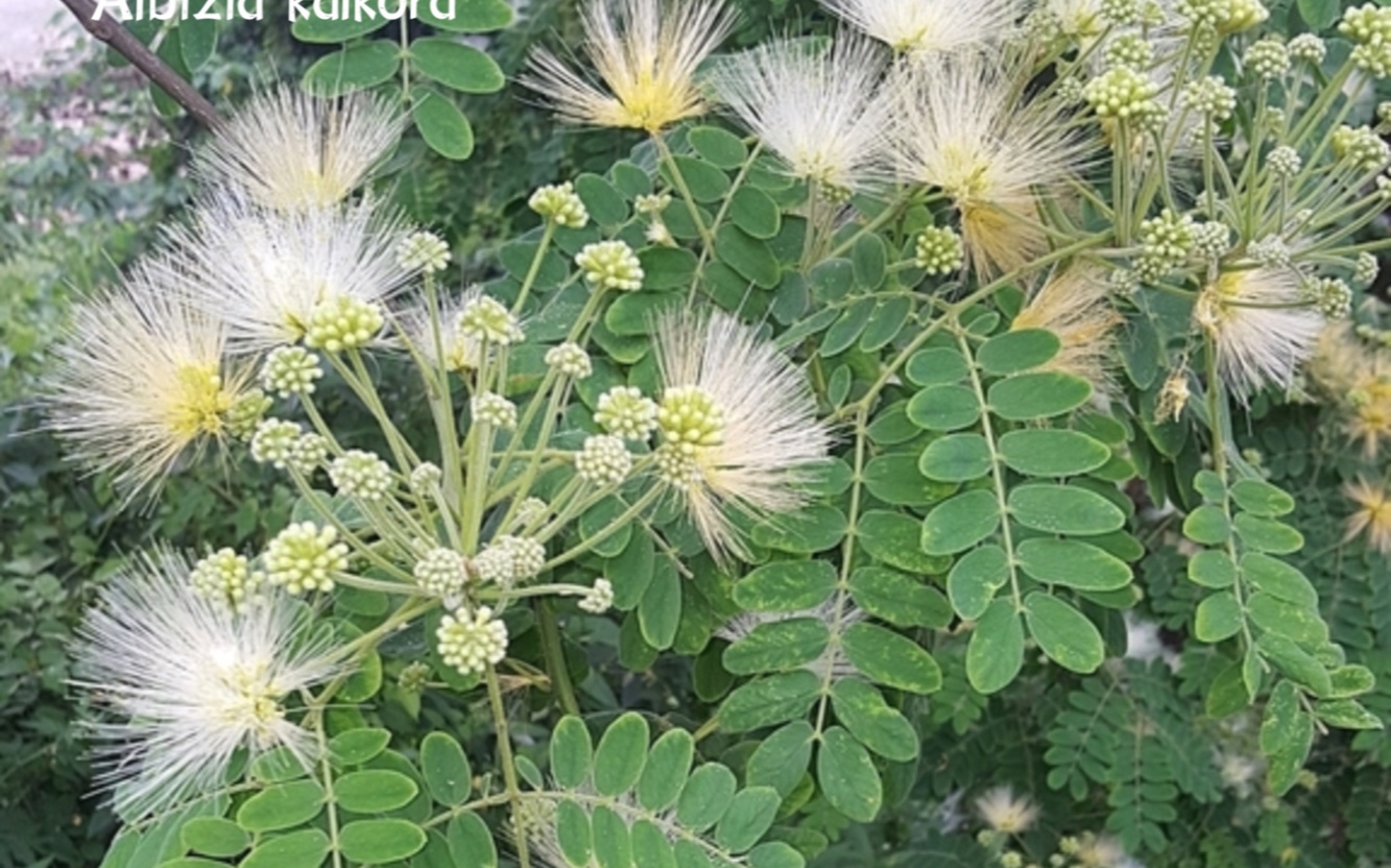 植物求科普|山槐,山合欢,精灵般的花
