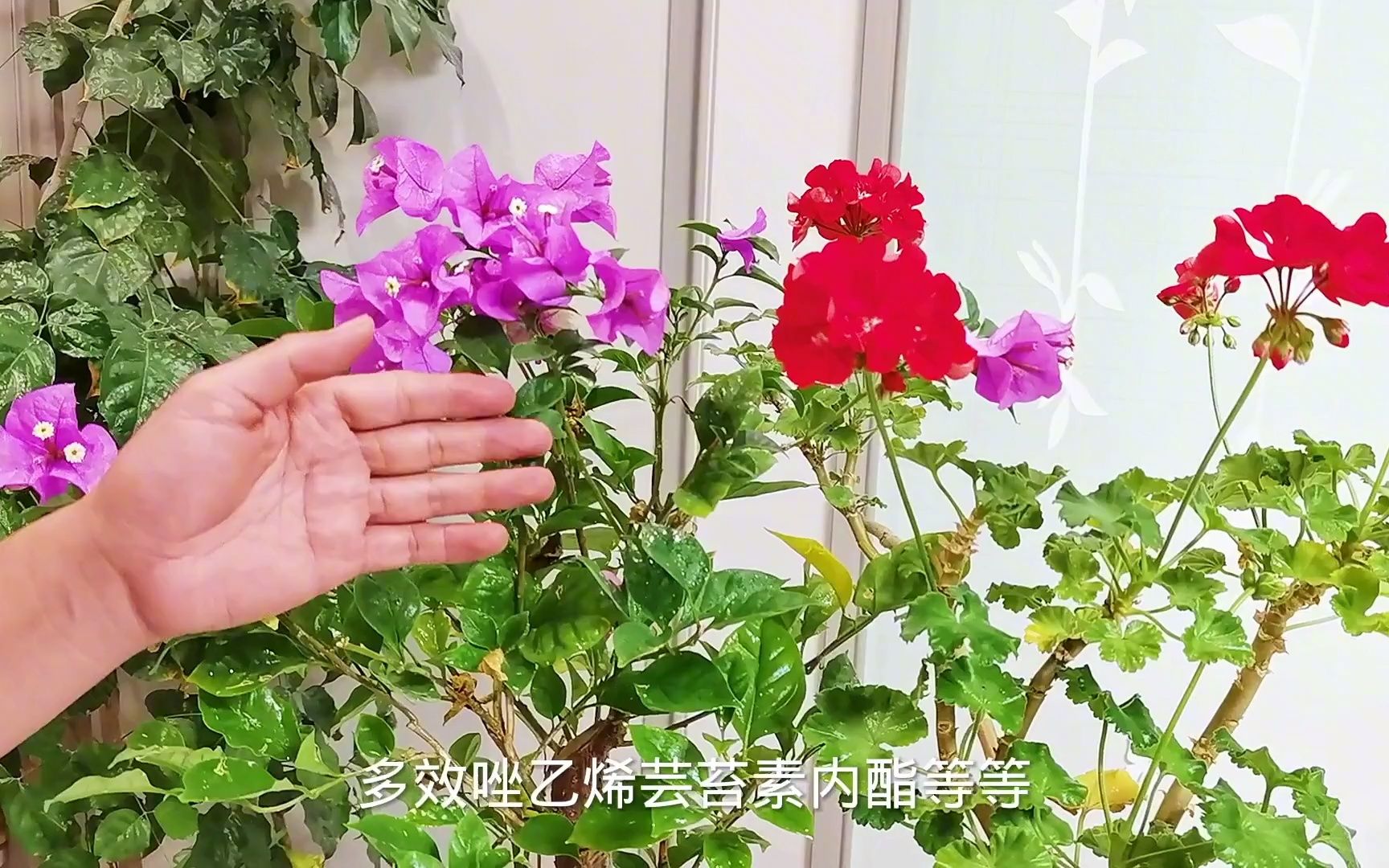 促进花芽分化的激素有哪些?哔哩哔哩bilibili