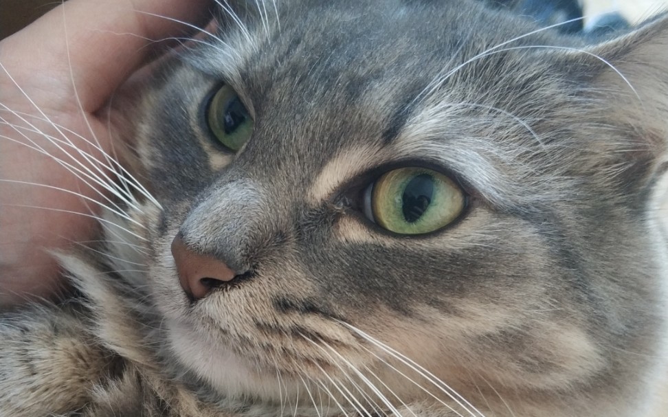 【澳短】可爱波对猫肉汤的反应