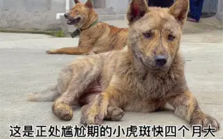 虎斑犬 搜索结果 哔哩哔哩 Bilibili