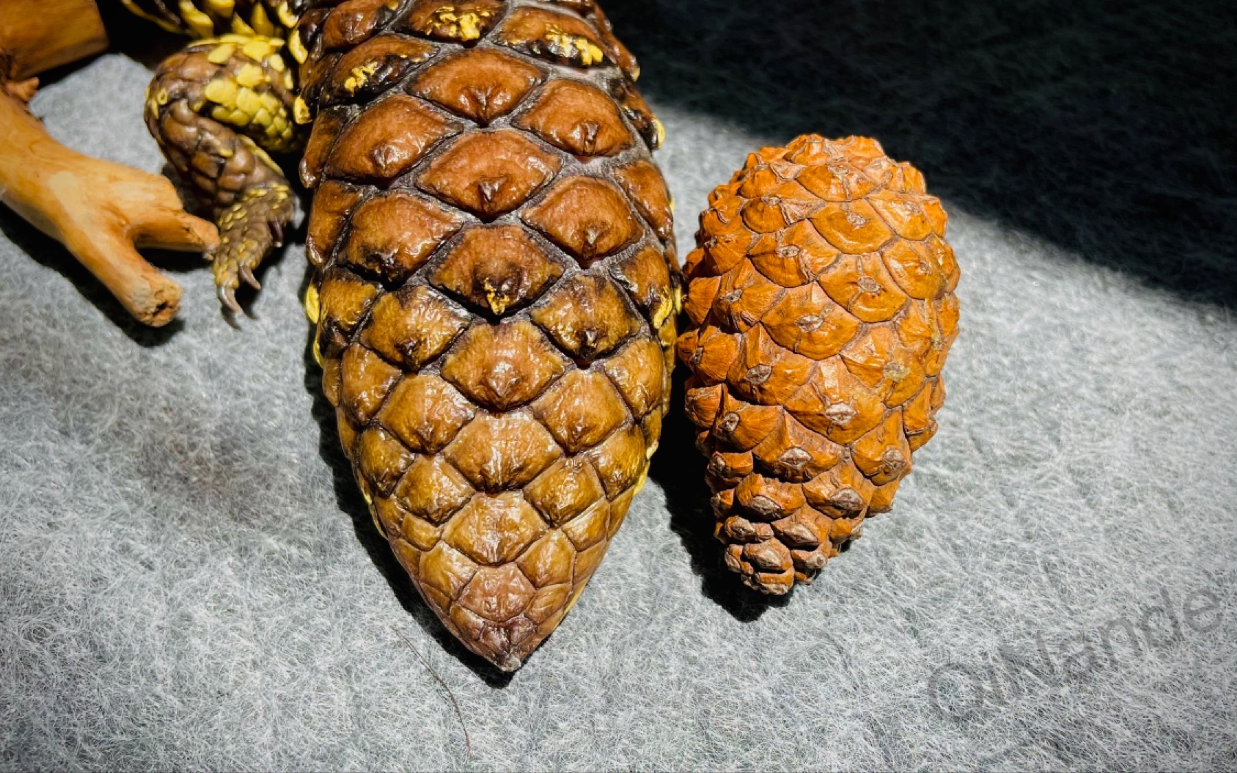 活动  【qinande】为什么叫松果蜥呢?一看便知!