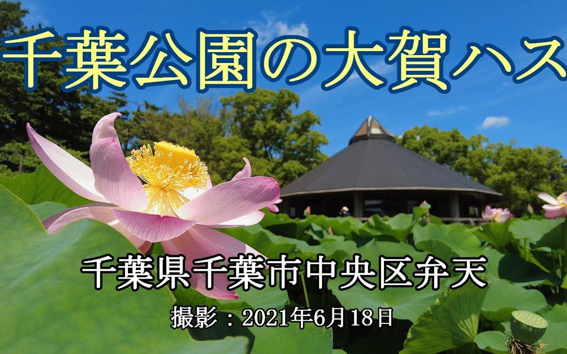 [图]【日本巡礼-12.千葉県】千葉公園の大賀莲