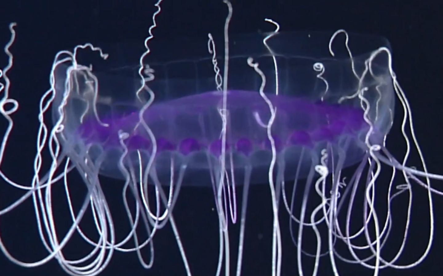 [图]【深海水母】诡异之美-Deep ocean Jellyfish