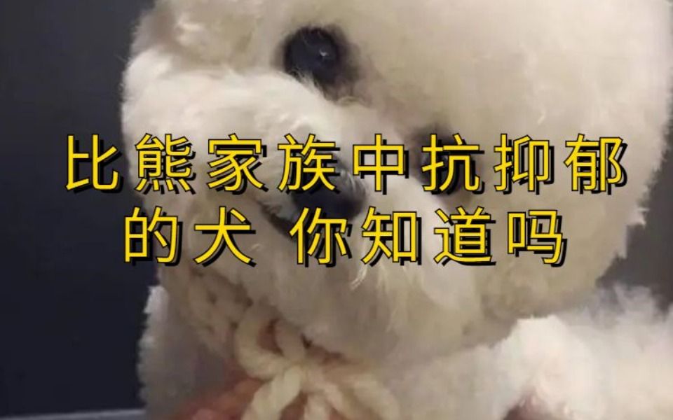 比熊家族中的棉花面纱犬 抗抑郁的犬哔哩哔哩bilibili