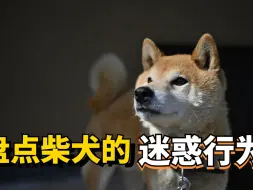 Download Video: 柴犬的奇葩行为大赏，哪一个让你折服？