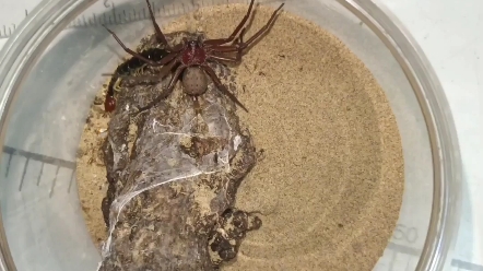 ts和六眼沙蛛不同的捕食方式