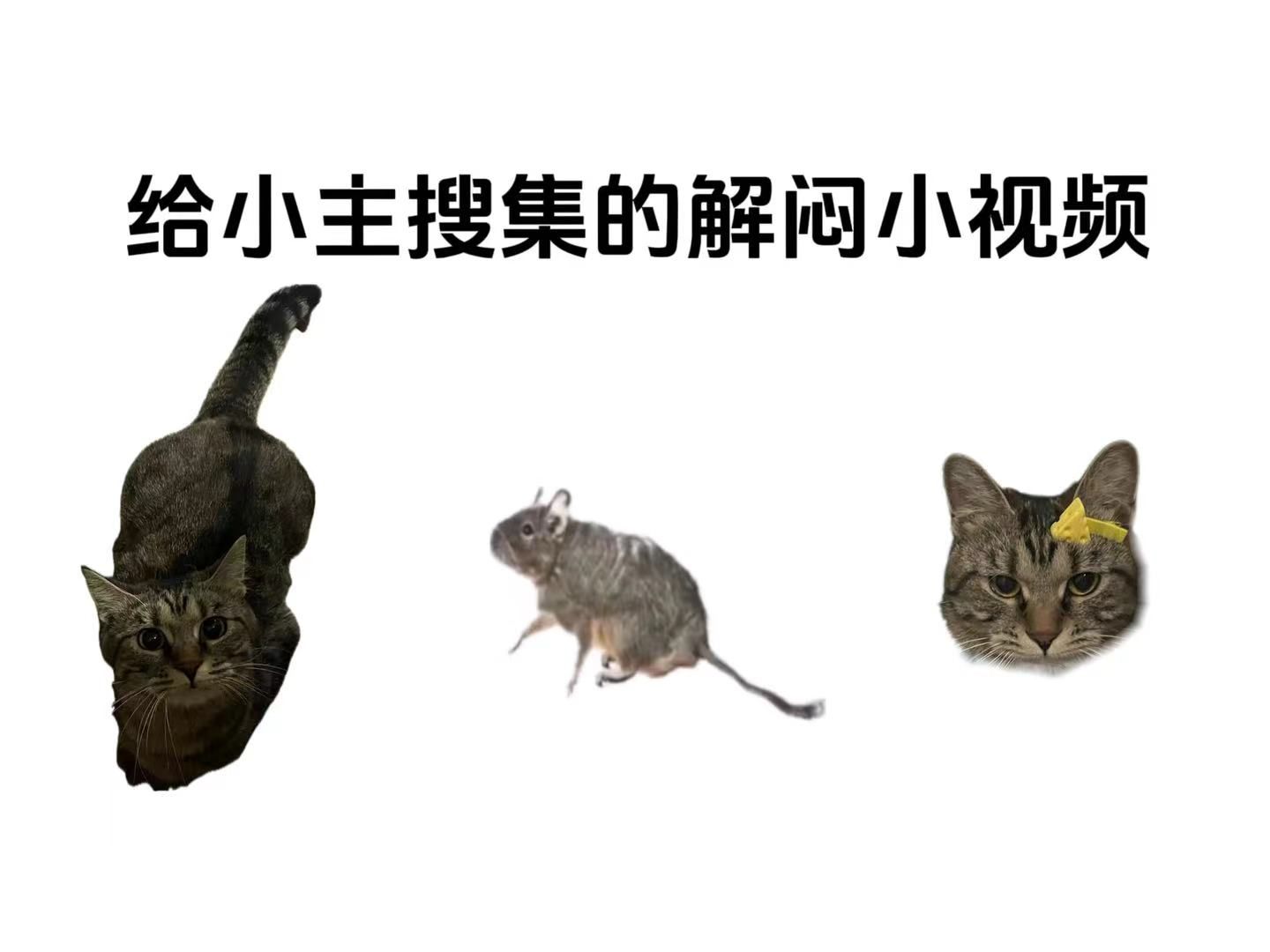 猫咪喜欢看的视频一 给自家猫咪打发时间的视频 逗猫视频 猫咪喜欢的视频 逗猫游戏(攒够了就出超长版)哔哩哔哩bilibili