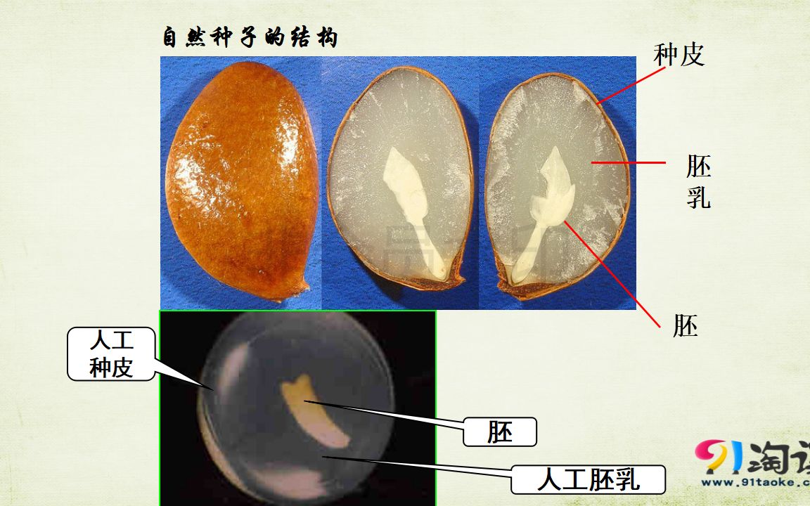 高中生物选修三精讲课堂人工种子结构了解天然种子然才知人工种子选修