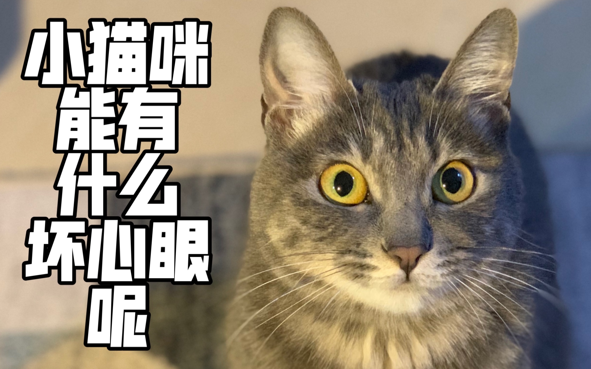 小猫咪能有什么坏心眼呢?