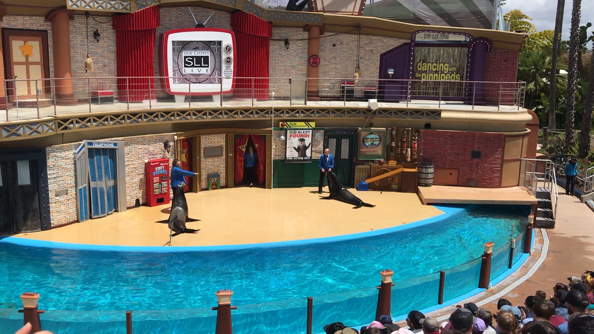 圣地亚哥海洋世界海狮表演