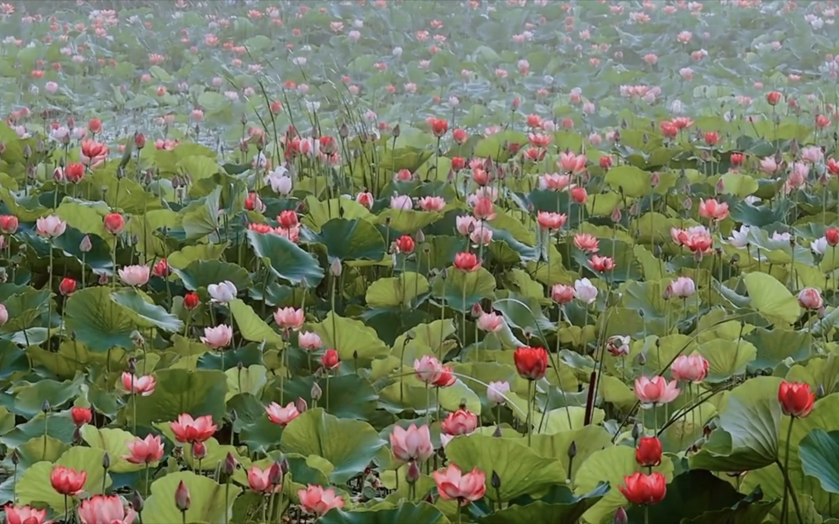 [图]“兴尽晚回舟，误入藕花深处～”