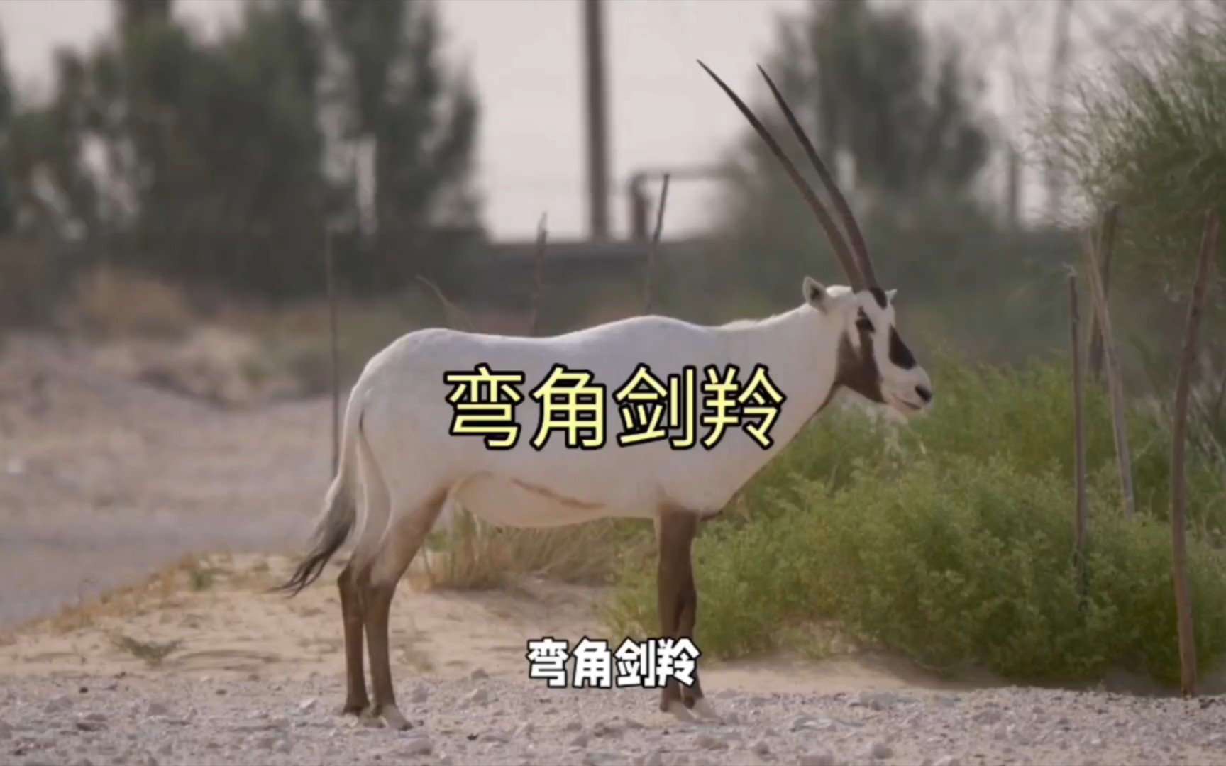 弯角剑羚:非洲大草原的角剑士