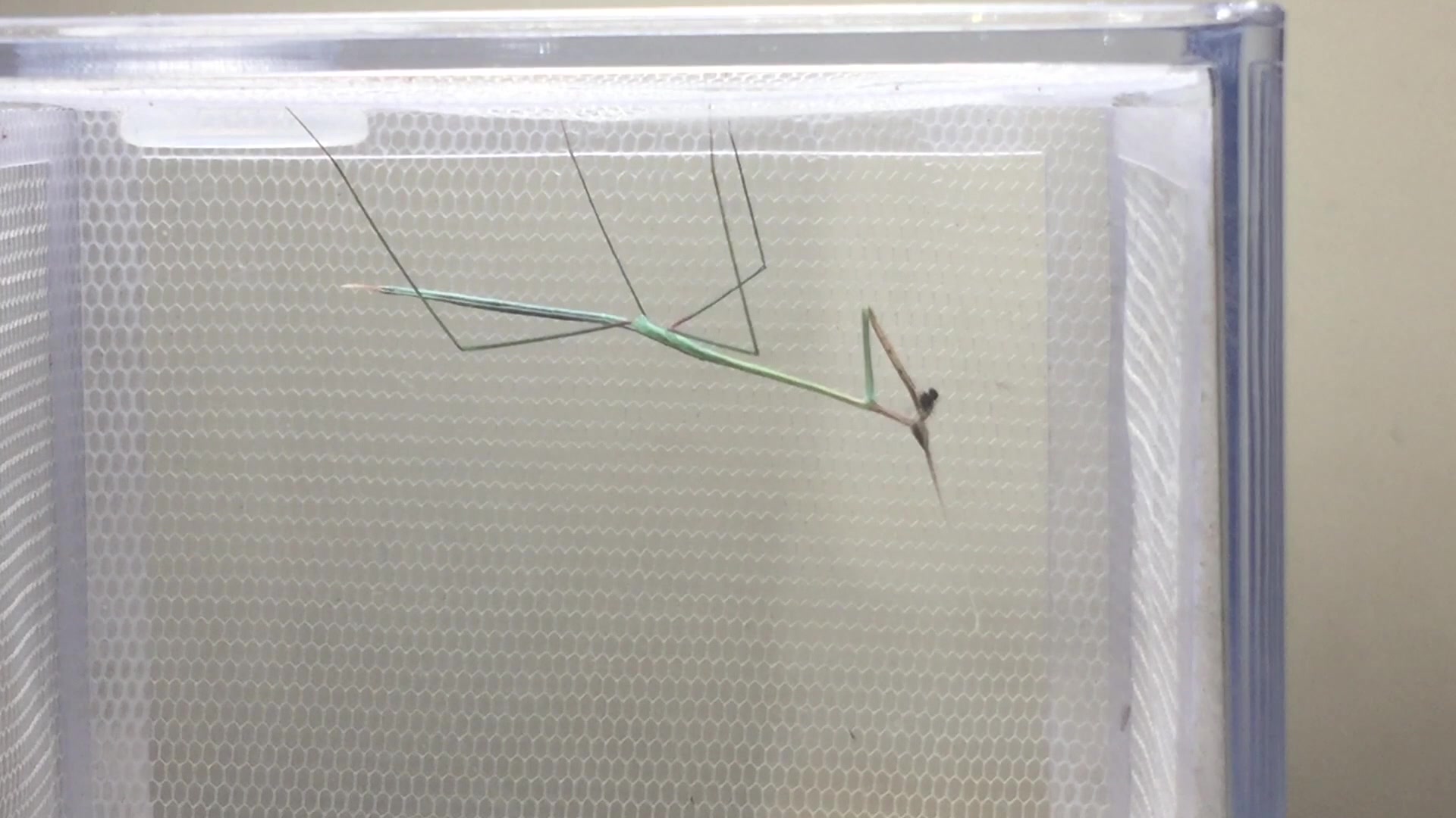 国内第二弹!〕二角裂头螳幼体捕食果蝇_哔哩哔哩_bilibili