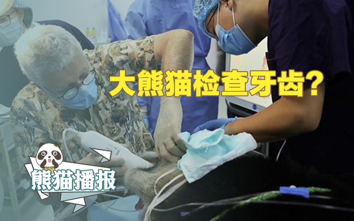 国宝大熊猫看牙医大熊猫健齿行动有效开展