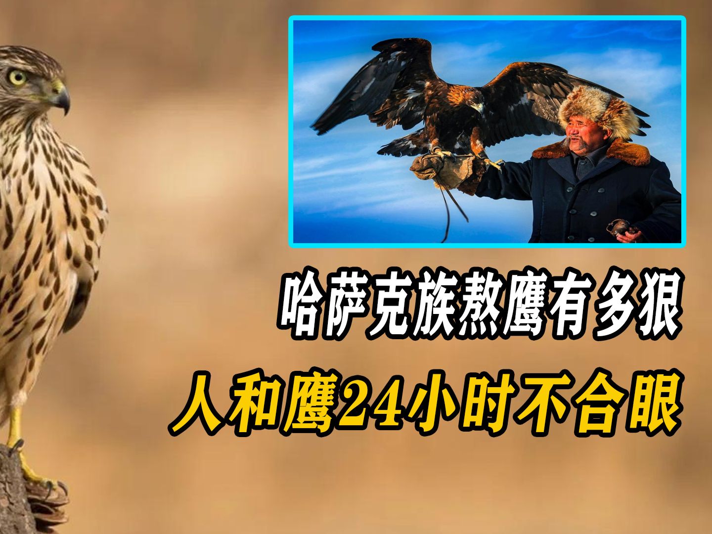哈萨克族熬鹰有多狠,人和鹰24小时不合眼,有人甚至因此猝死