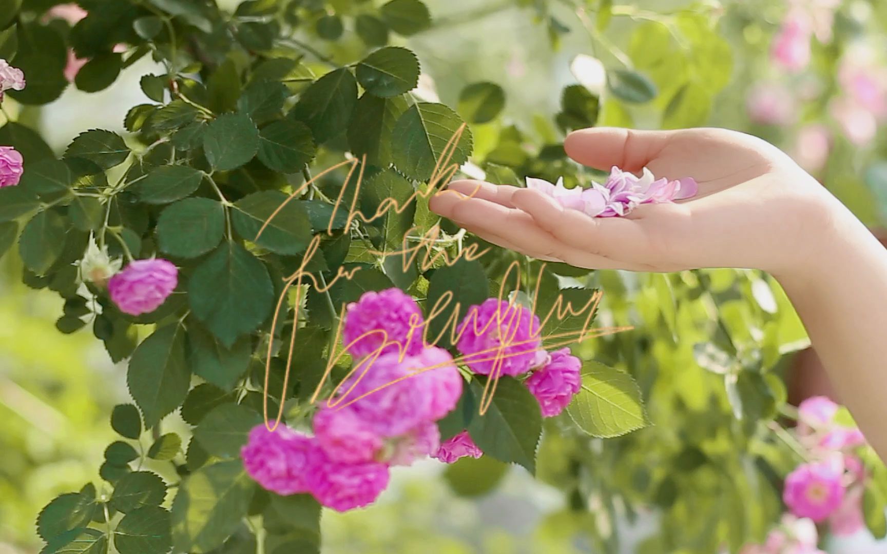 [图]你是蔷薇中最美的花朵