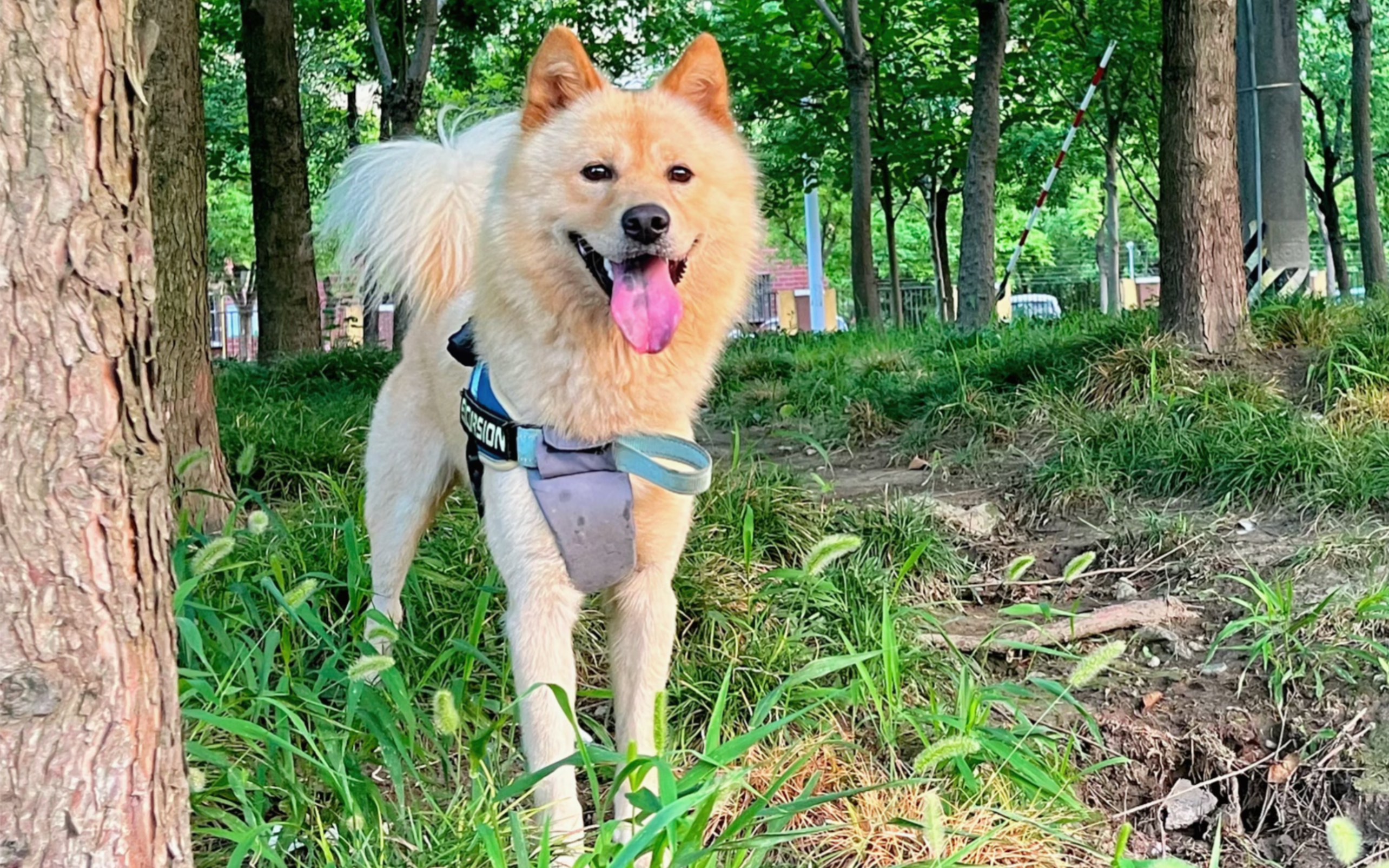 学到了:半夜不能让老公自己遛狗|中华田园犬土松日记