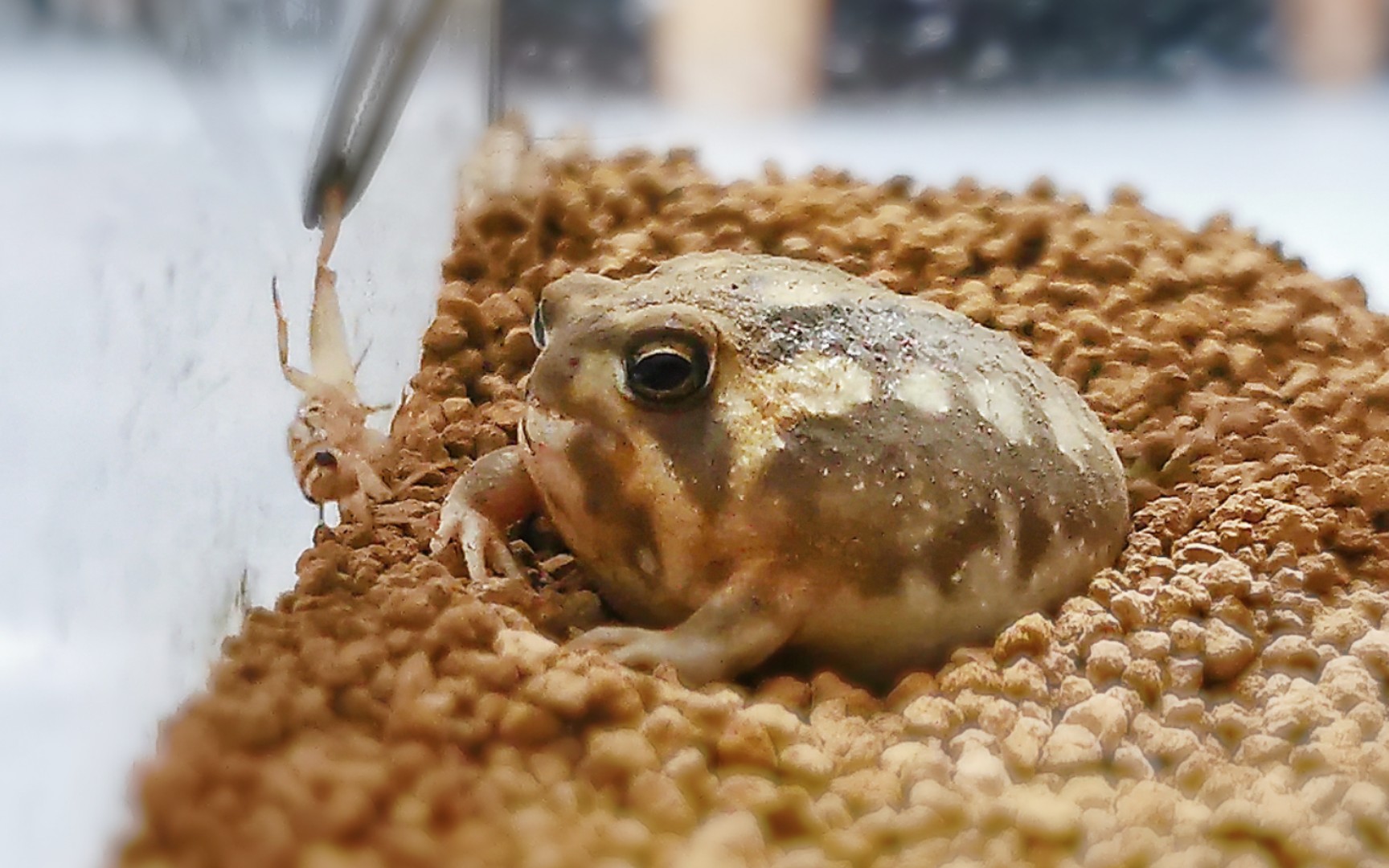 馒头蛙吃蟋蟀 谜之可爱.