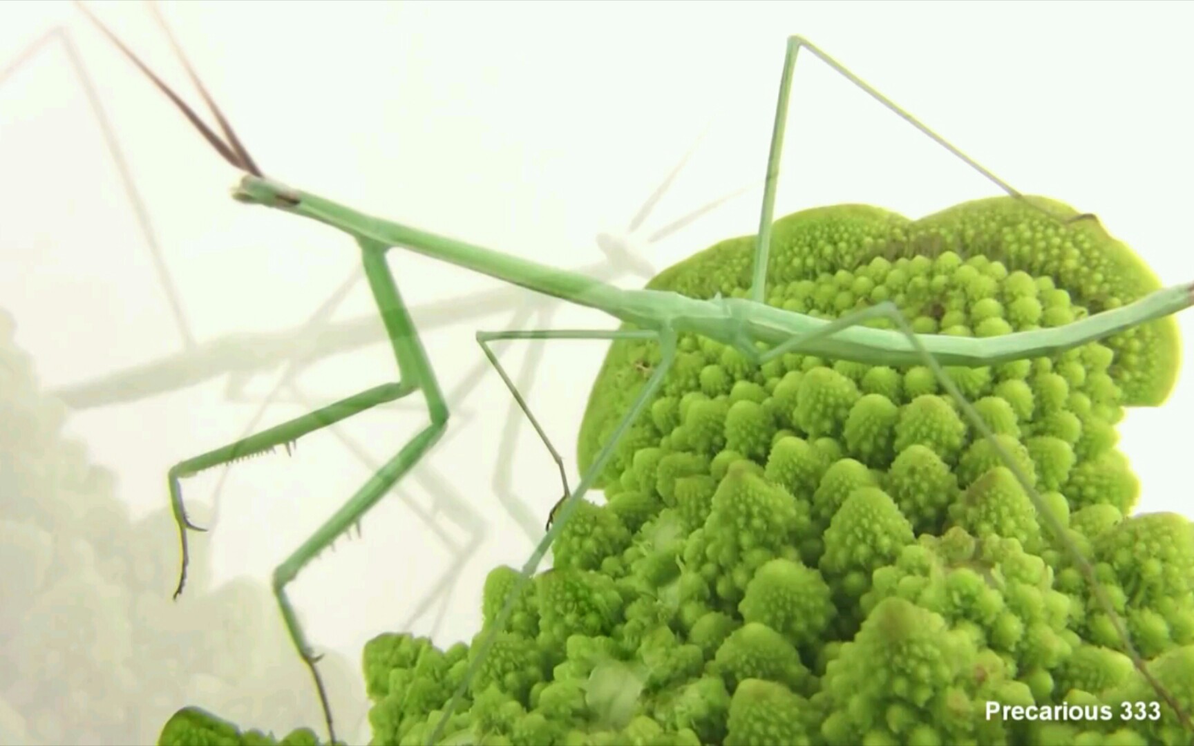 【youtube】6龄北美大草螳(brunneria borealis)展示